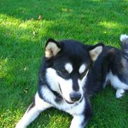 Alaskan malamute Harley