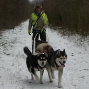 Alaskan malamute Harley