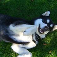 Alaskan malamute Harley