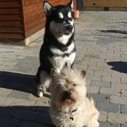 Alaskan malamute Harley