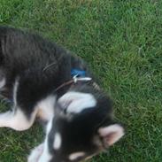 Alaskan malamute Harley