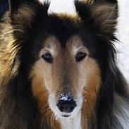 Collie langhåret Nelle