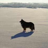 Collie langhåret Nelle