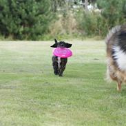 Collie langhåret Nelle