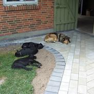 Collie langhåret Nelle