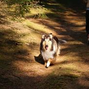Collie langhåret Nelle