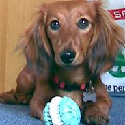 Gravhund Trine