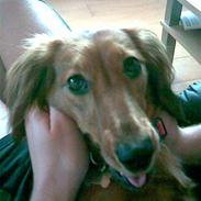 Gravhund Trine