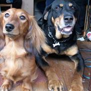 Gravhund Trine