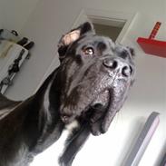 Cane corso Cæsar