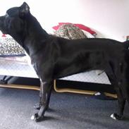 Cane corso Cæsar