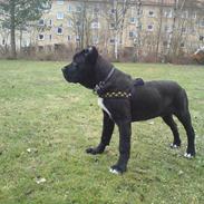 Cane corso Cæsar