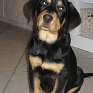 Blanding af racer Cooper