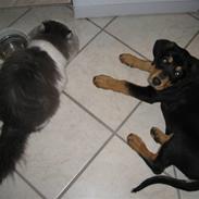 Blanding af racer Cooper