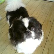 Pekingeser Manfred