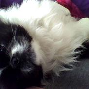 Pekingeser Manfred