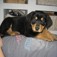 Blanding af racer Cooper