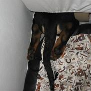 Blanding af racer Cooper