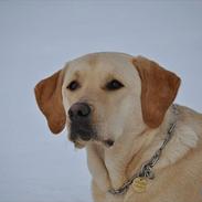 Labrador retriever Andi