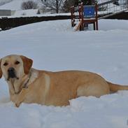 Labrador retriever Andi