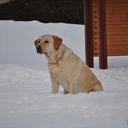 Labrador retriever Andi