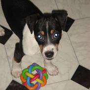 Dansk svensk gaardhund Molly