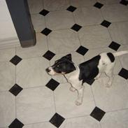 Dansk svensk gaardhund Molly