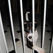 Dansk svensk gaardhund Molly