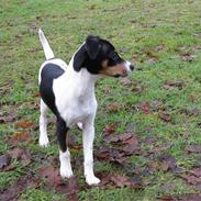 Dansk svensk gaardhund Molly