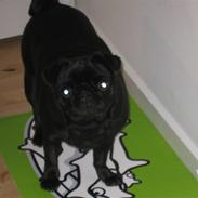 Mops Sally