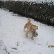 Golden retriever *Laika Nyholm*