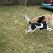 Golden retriever *Laika Nyholm*