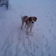 Blanding af racer Nala