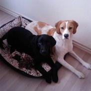 Blanding af racer Nala