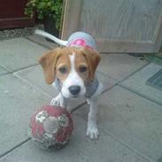 Blanding af racer Nala