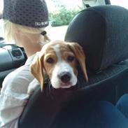 Blanding af racer Nala