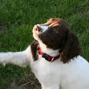 Field Trial spaniel Chanel