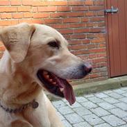 Labrador retriever Terry