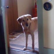 Labrador retriever Terry