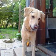 Labrador retriever Terry