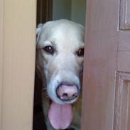 Labrador retriever Terry