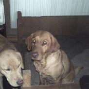 Labrador retriever amber
