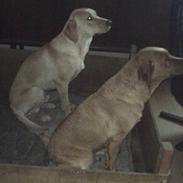 Labrador retriever amber