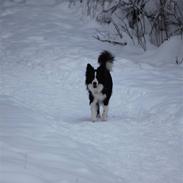 Border collie Nero