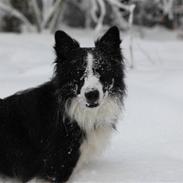 Border collie Nero