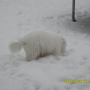 Coton de tulear Bølle