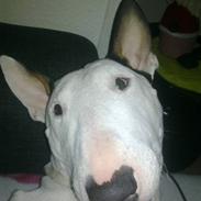 Bullterrier Maxi