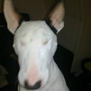 Bullterrier Maxi