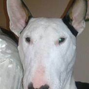 Bullterrier Maxi
