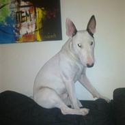 Bullterrier Maxi